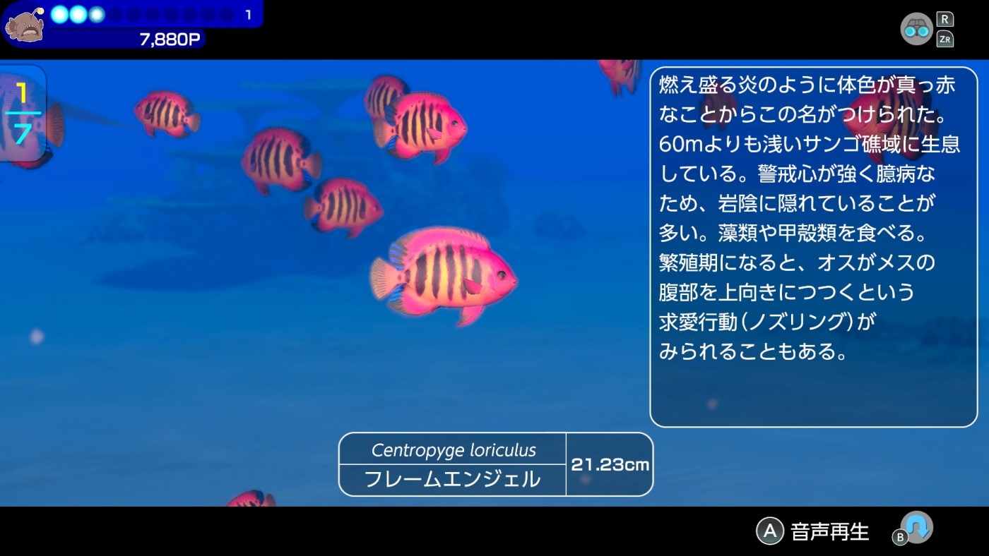潜水冒险游戏《永恒蔚蓝 流光》介绍可与海中生物进行的接触